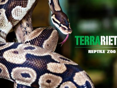 Terrariet Reptile Zoo